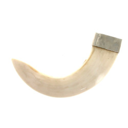 Dent de phacochère polie avec une extrém