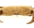 Grand tourteau naturalisté, L 46 cm