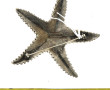 GUY LAROCHE Paris - Broche en métal arge