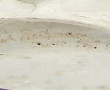 "Portrait de femme de profil", médaillon