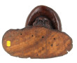 Buste de vieux breton, sujet en bois scu