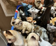 CHATS - Collections de chats, différente