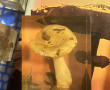CHAMPIGNONS - Ensemble de champignons na