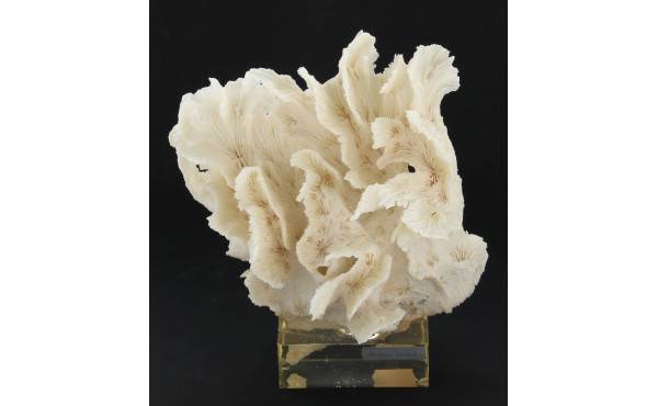 Corail blanc "Pectinia lactura", sur soc