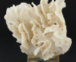 Corail blanc "Pectinia lactura", sur soc