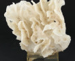 Corail blanc "Pectinia lactura", sur soc