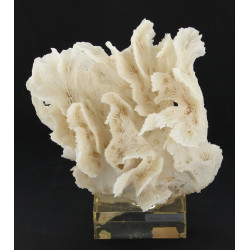 Corail blanc "Pectinia lactura", sur soc