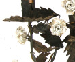 Paire d'appliques en métal noir et roses