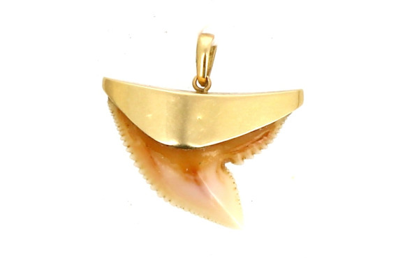 Dent de requin montée en pendentif, or j
