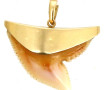 Dent de requin montée en pendentif, or j