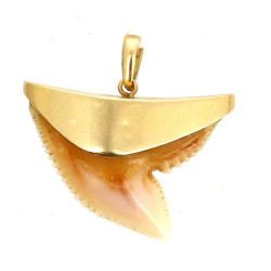Dent de requin montée en pendentif, or j