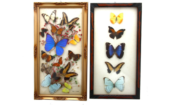 2 cadres garnis de papillons colorés, + 