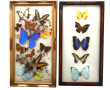 2 cadres garnis de papillons colorés, + 