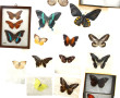 2 cadres garnis de papillons colorés, + 