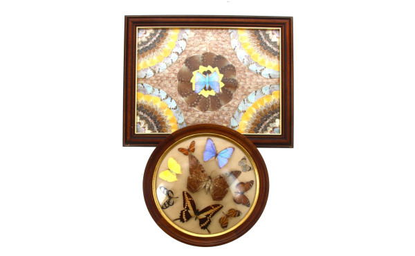 Cadre vitrine de forme ronde garni de pa