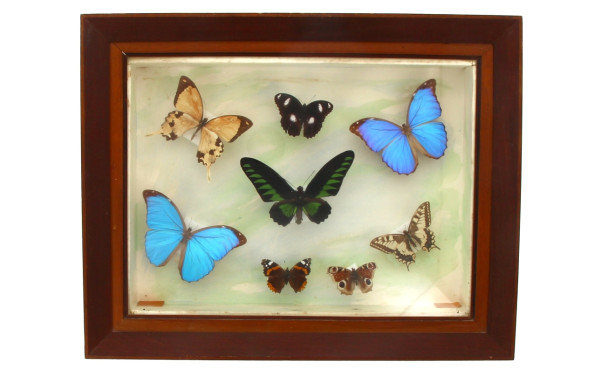 Cadre vitrine garni de papillons, 38 x 4