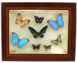 Cadre vitrine garni de papillons, 38 x 4