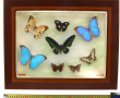 Cadre vitrine garni de papillons, 38 x 4