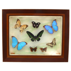 Cadre vitrine garni de papillons, 38 x 4