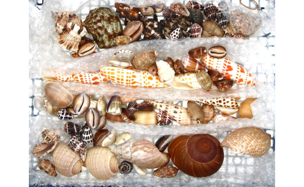 COQUILLAGES - Collection de petits coqui
