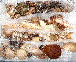COQUILLAGES - Collection de petits coqui