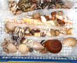 COQUILLAGES - Collection de petits coqui