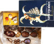 COQUILLAGES - Collection de petits coqui