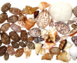 COQUILLAGES - Collection de petits coqui