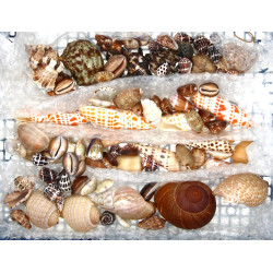COQUILLAGES - Collection de petits coqui