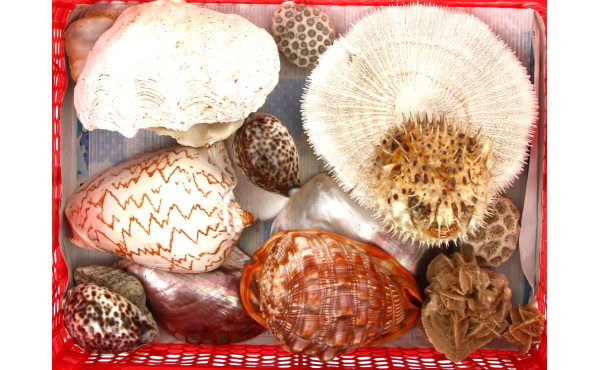 COQUILLAGES - Lot de coquillages dont po