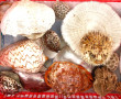 COQUILLAGES - Lot de coquillages dont po