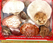 COQUILLAGES - Lot de coquillages dont po