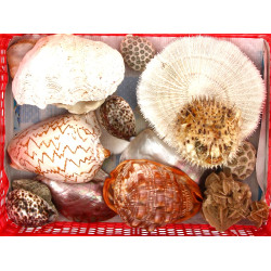 COQUILLAGES - Lot de coquillages dont po