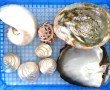COQUILLAGES NACRES - Lot de 8 coquillage