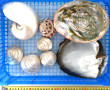 COQUILLAGES NACRES - Lot de 8 coquillage