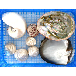 COQUILLAGES NACRES - Lot de 8 coquillage