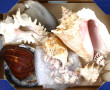 COQUILLAGES - Lot de coquillages dont co