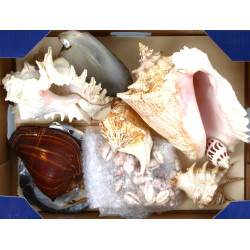 COQUILLAGES - Lot de coquillages dont co