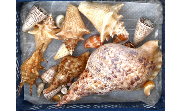 COQUILLAGES - Lot de coquillages dont Tr