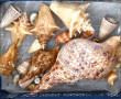 COQUILLAGES - Lot de coquillages dont Tr