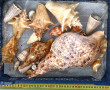 COQUILLAGES - Lot de coquillages dont Tr
