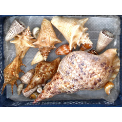 COQUILLAGES - Lot de coquillages dont Tr