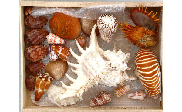 COQUILLAGES - Lot de coquillages dont Sp