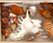 COQUILLAGES - Lot de coquillages dont Sp