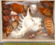 COQUILLAGES - Lot de coquillages dont Sp
