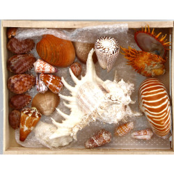 COQUILLAGES - Lot de coquillages dont Sp