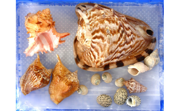 COQUILLAGES - Lot de coquillages dont Mu