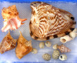 COQUILLAGES - Lot de coquillages dont Mu