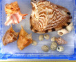 COQUILLAGES - Lot de coquillages dont Mu