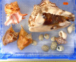 COQUILLAGES - Lot de coquillages dont Mu